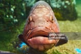 gettyimages-1776973061-612x612