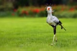 secretarybird