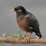 Common_Myna_(Acridotheres_tristis)_on_Kapok_(Ceiba_pentandra)_in_Kolkata_W_IMG_4297