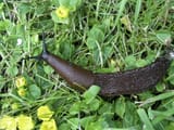 1024px-Arion_vulgaris_3