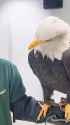 Spirit&#039;s gentle beak skills (Bald Eagle)_thumb.jpg