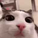 plink_thumb.jpg