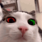 gato desu