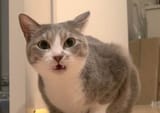 Flehmen-Response-Cat-b-1024x723-2410559393
