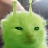 GxMO1mDbEAAwxyA