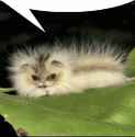 cat-worm_thumb.jpg
