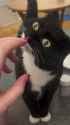 cat_thumb.jpg