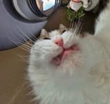 the-owner-decided-to-install-a-camera-at-his-cats-feeder-v0-5igpr4d7iu9e1