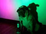 drinking dog pug