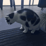 cat-puke