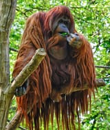 Orangutan_-Zoologischer_Garten_Berlin-8a-3173300688