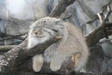 Pallass_cat-1