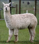 Alpaca_(31562329701)