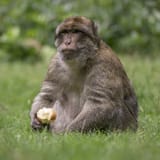 macaque2