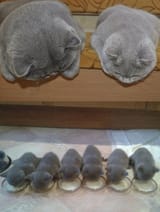 kot progeny