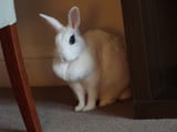qt rabbit