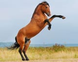 stallons-image_web-2400