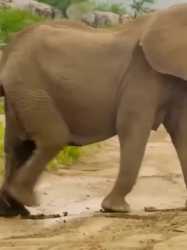 Clumsy baby elephant slips in mud_thumb.jpg