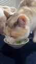 he love peas... (1)_thumb.jpg