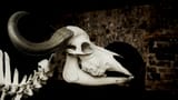 cattle-skull-2774017_1280