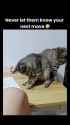 Unpredictable_cats_😹_thumb.jpg