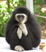 gibbon