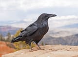 Common Raven on a rock ledge. Steven Prorak _ Dreamstime