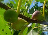 Figs
