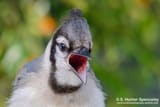 Jay