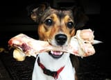 what-bones-can-my-dog-eat