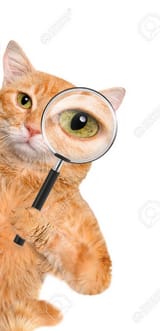 ClipboardImage-1754107446