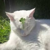 cat clover