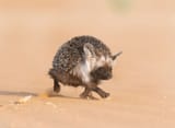 desert-hedgehog-walking-on-sand-600nw-1968674944