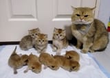 kot progeny 2