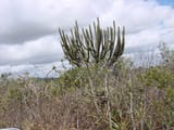 Caatinga (2)