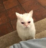 1738576579282814