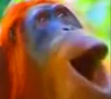 Monke pog