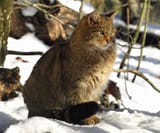 felis-silvestris-kocka-divok-zoo-croppedjpg-1
