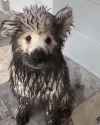 mucky-hounds_thumb.jpg