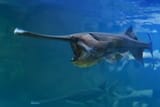 paddlefish-1