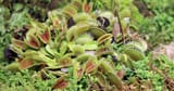 venusflytrap