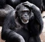 thinking monkey