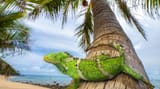 Fiji Crested Iguana