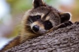 cute-raccoon-pictures-f1qmkqhhxeghbv1d