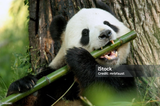panda3