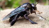 carpenter-bee