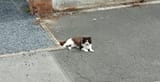 gattino