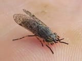Haematopota-pluvialis-041-300x225