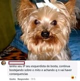 cachorros patriota