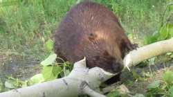 Beaver logging_thumb.jpg